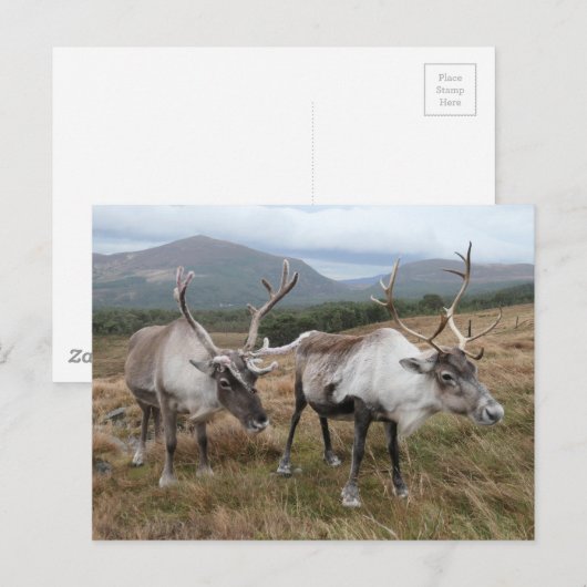 Briefkaart van de rendiersoort Cairngorm (Voorkant / Achterkant)