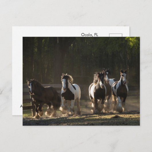 Briefkaart van de Rest Gypsy Vanner (Voorkant / Achterkant)