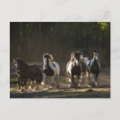 Briefkaart van de Rest Gypsy Vanner (Voorkant)