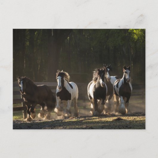 Briefkaart van de Rest Gypsy Vanner (Voorkant)