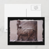 briefkaart van de ringerige stier (Voorkant / Achterkant)