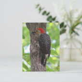 Briefkaart van de rode buik (Staand voorkant)