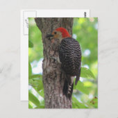 Briefkaart van de rode buik (Voorkant / Achterkant)