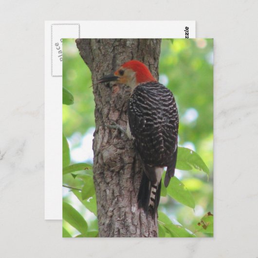 Briefkaart van de rode buik (Voorkant / Achterkant)