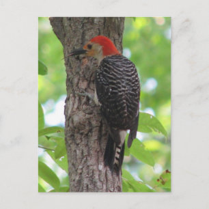 Briefkaart van de rode buik