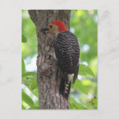 Briefkaart van de rode buik (Voorkant)