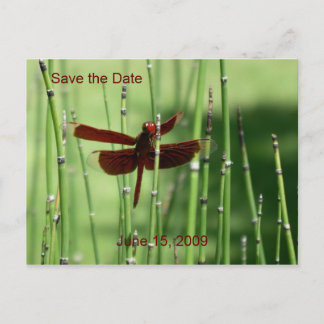 Briefkaart van de rode dragonfly