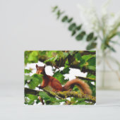 Briefkaart van de rode eekhoorn (Staand voorkant)