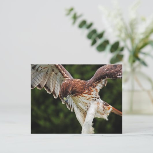 Briefkaart van de rode Hawk (Staand voorkant)