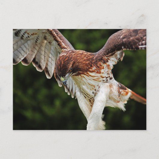 Briefkaart van de rode Hawk (Voorkant)