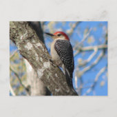 Briefkaart van de rode hond (Voorkant)