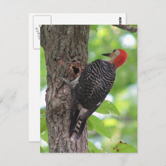 Briefkaart van de rode hond (Voorkant / Achterkant)