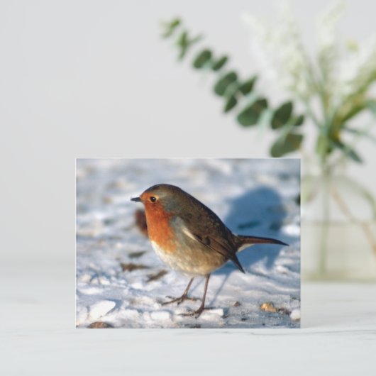 Briefkaart van de rode Robin (Staand voorkant)