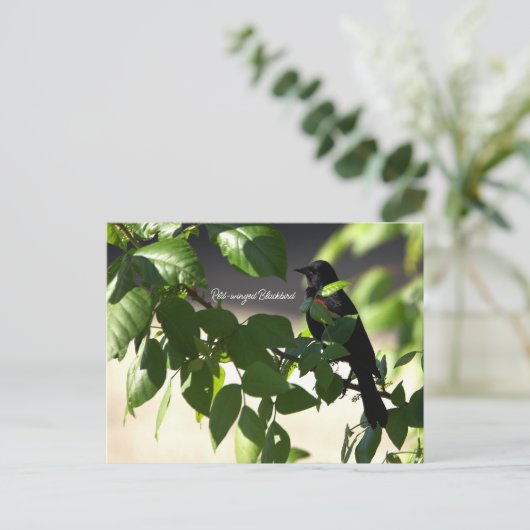 Briefkaart van de Rode-vleugel (Staand voorkant)