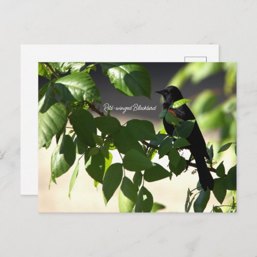 Briefkaart van de Rode-vleugel (Voorkant / Achterkant)