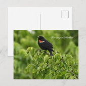 Briefkaart van de Rode-vleugel (Voorkant / Achterkant)