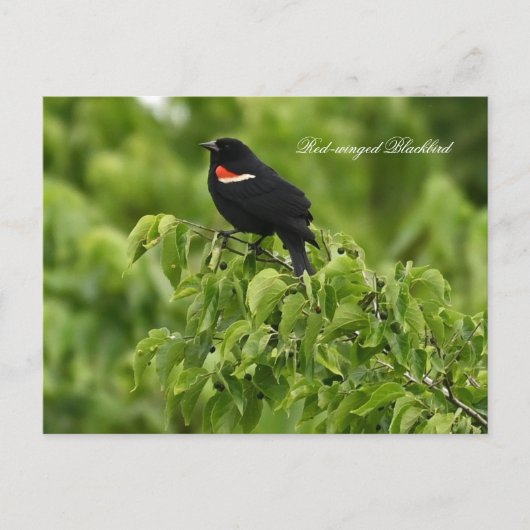 Briefkaart van de Rode-vleugel (Voorkant)