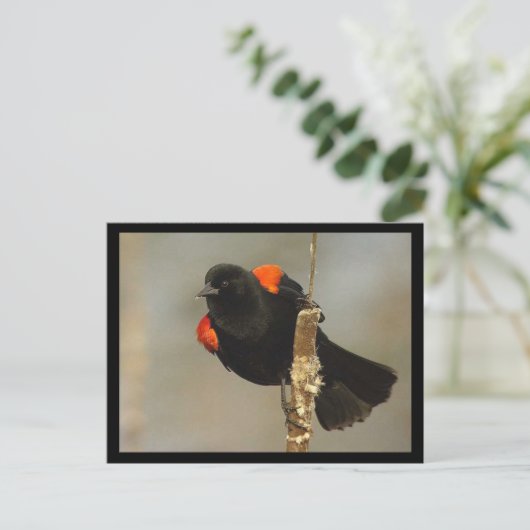 Briefkaart van de Rode-vleugel (Staand voorkant)