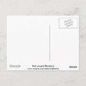 Briefkaart van de Rode-vleugel (Achterkant)