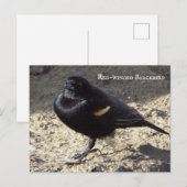 Briefkaart van de Rode-vleugel (Voorkant / Achterkant)