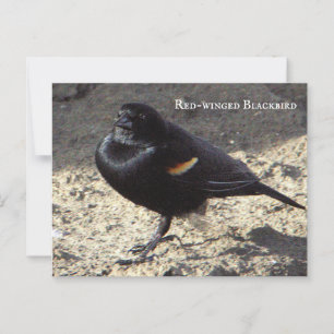 Briefkaart van de Rode-vleugel