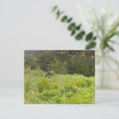 Briefkaart van de rustende eland (Staand voorkant)