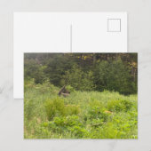 Briefkaart van de rustende eland (Voorkant / Achterkant)