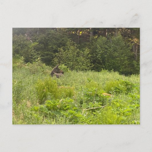 Briefkaart van de rustende eland (Voorkant)