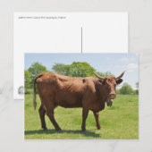 Briefkaart van de Salingkoe (Voorkant / Achterkant)