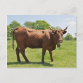 Briefkaart van de Salingkoe (Voorkant)