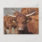 Briefkaart van de Salingkoe (Voorkant)