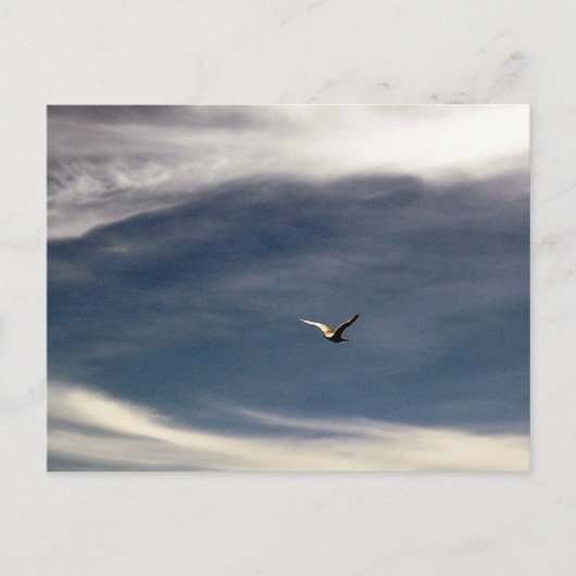 Briefkaart van de Seagull Sky (Voorkant)