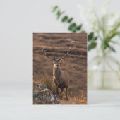 Briefkaart van de Solitary Red Stag (Staand voorkant)
