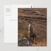 Briefkaart van de Solitary Red Stag (Voorkant / Achterkant)