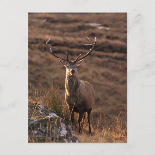 Briefkaart van de Solitary Red Stag (Voorkant)