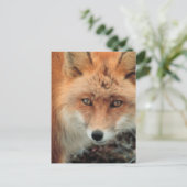 Briefkaart van de soort "Fox Species" (Staand voorkant)