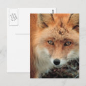 Briefkaart van de soort "Fox Species" (Voorkant / Achterkant)
