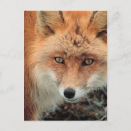 Briefkaart van de soort "Fox Species" (Voorkant)