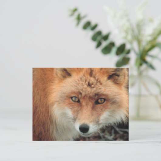 Briefkaart van de soort "Fox Species" (Staand voorkant)