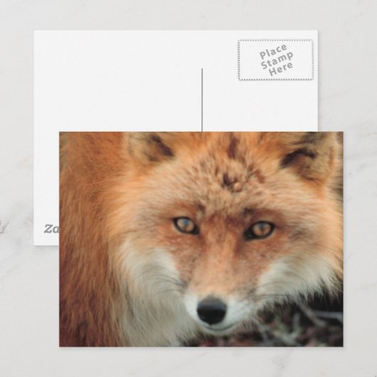 Briefkaart van de soort "Fox Species" (Voorkant / Achterkant)
