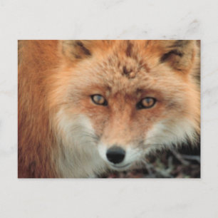 Briefkaart van de soort "Fox Species"