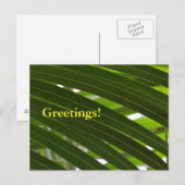 Briefkaart van de spoelpalm (Voorkant / Achterkant)