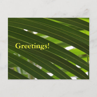 Briefkaart van de spoelpalm