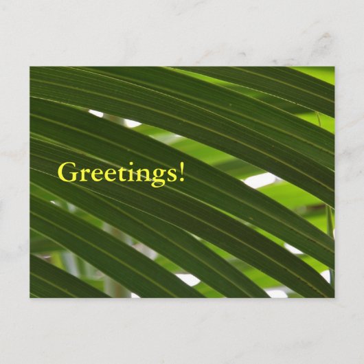 Briefkaart van de spoelpalm (Voorkant)
