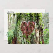 Briefkaart van de staat Washington: Liefde boom (Voorkant / Achterkant)