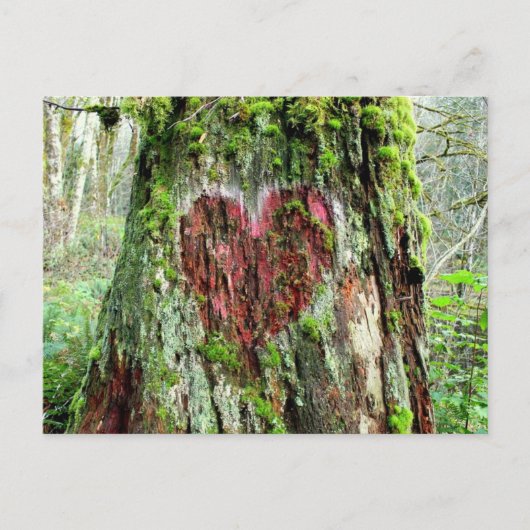 Briefkaart van de staat Washington: Liefde boom (Voorkant)