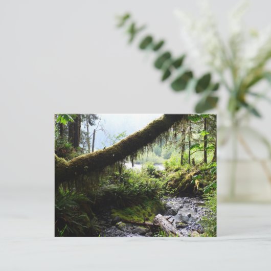 Briefkaart van de staat Washington: Quinault Rain  (Staand voorkant)