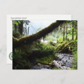 Briefkaart van de staat Washington: Quinault Rain  (Voorkant / Achterkant)