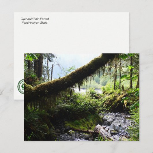 Briefkaart van de staat Washington: Quinault Rain  (Voorkant / Achterkant)
