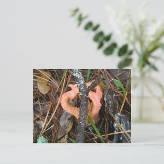 Briefkaart van de Stinkhorn-paddenstoel OBX (Staand voorkant)